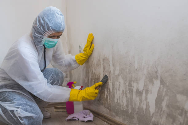 Best Home Mold Removal  in Toftrees, PA