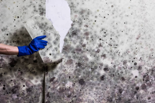 Certified Mold Removal in Toftrees, PA